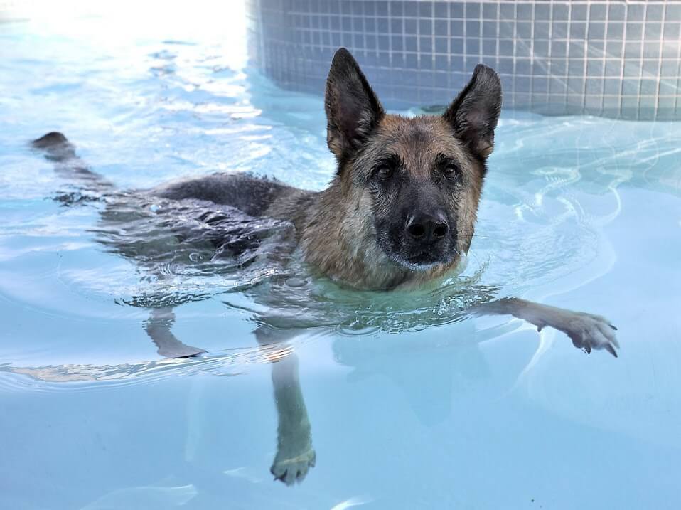 Dog and Puppy in Pools