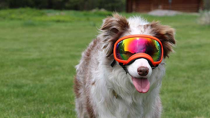 are prescription glasses safe for dogs