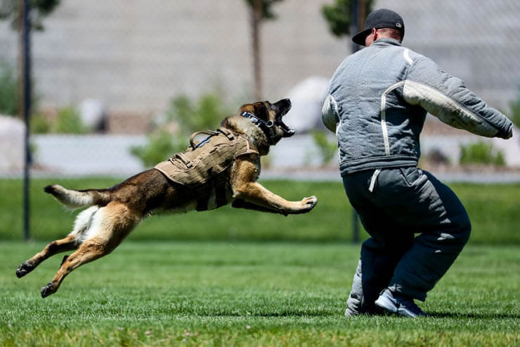 POLICE DOGS TRAINING
