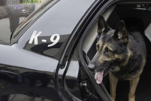 POLICE DOG RETIREMENT & ADOPTION