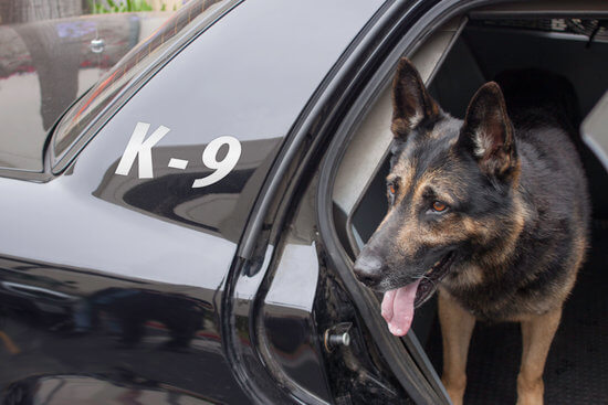 POLICE K-9 DOGS TRAINING