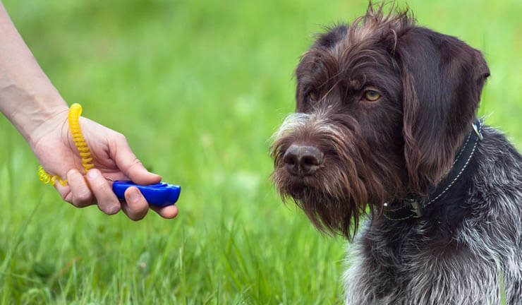 How to Clicker Train your Dog Fast √ DOGICA®