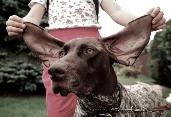 DOG EARS MASSAGE
