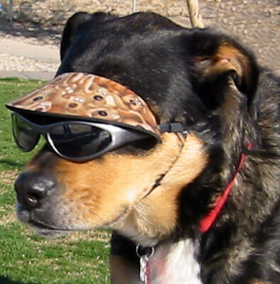 Doggles - Glasses For Dogs