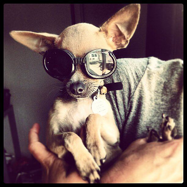 Eye, Sun, Protective Glasses For Dogs - Doggles