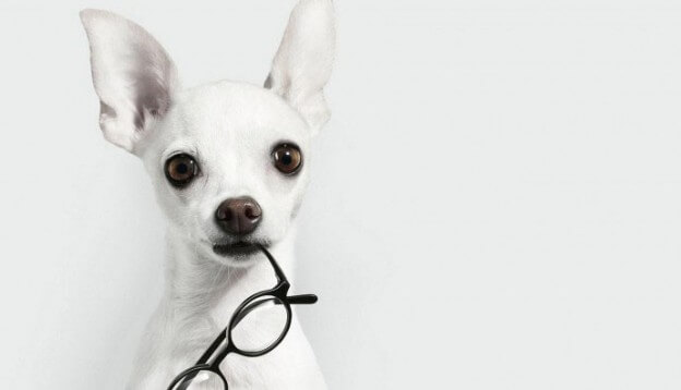 Dog Glasses, Doggles