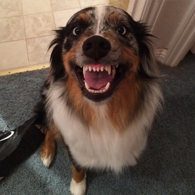 smiling dogs, dogs smile