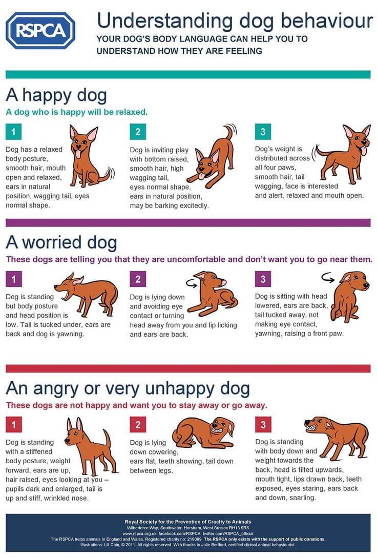 79 Dog Body Language Signals & Expressions √ Gestures, Eyes, Ears