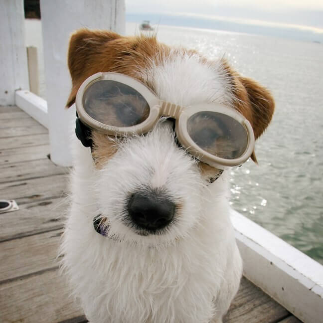 are prescription glasses safe for dogs