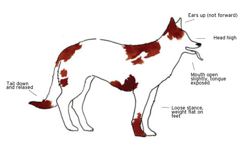 Dog Gestures, Languages, Communicate with a Dog