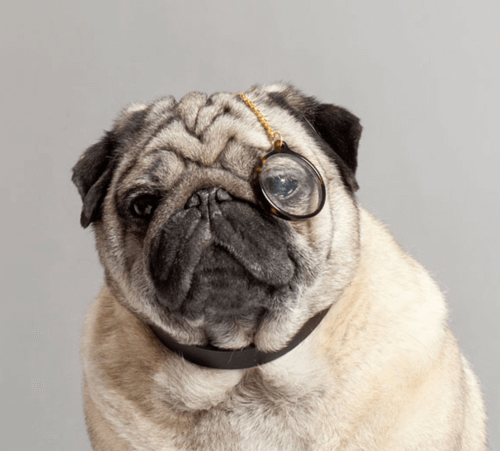 Glasses For Dogs