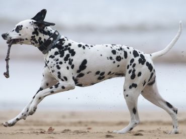 Dog Race, Fastest Dog Breeds, Speed of Dogs