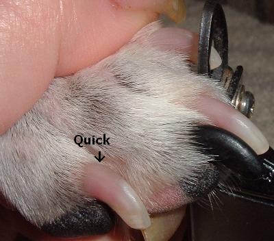 dog toenail quick