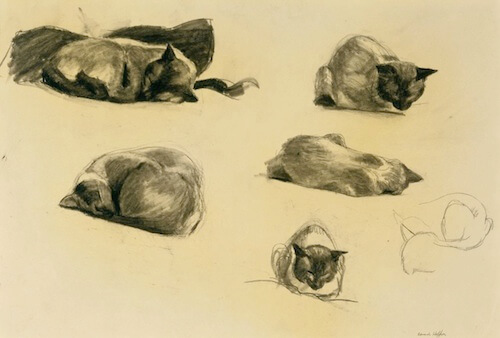 This Image (c) by Edward Hopper, Cat Study, 1941, conte crayon on paper. - THE MUSEUM OF FINE ARTS, HOUSTON/THE ALVIN S. ROMANSKY PRINTS AND DRAWINGS ASSOCIATION ENDOWMENT FUND AND THE MARJORIE G. AND EVAN C. HONORING PRINT FUND.