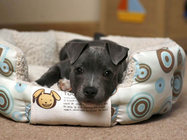 http://www.dogica.com/dogpuppy/puppy-training/how-to-train-a-puppy-tips-video.jpg