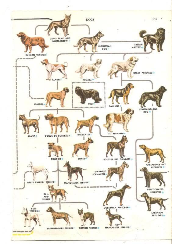 DOG EVOLUTION (41 Extinct Dog Breeds) √ DOGICA®