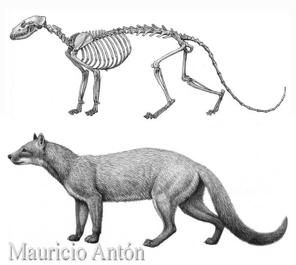 DOG EVOLUTION, ORIGINS and HISTORY
