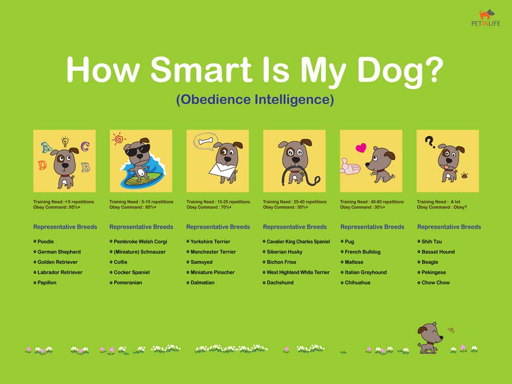 dachshund intelligence ranking