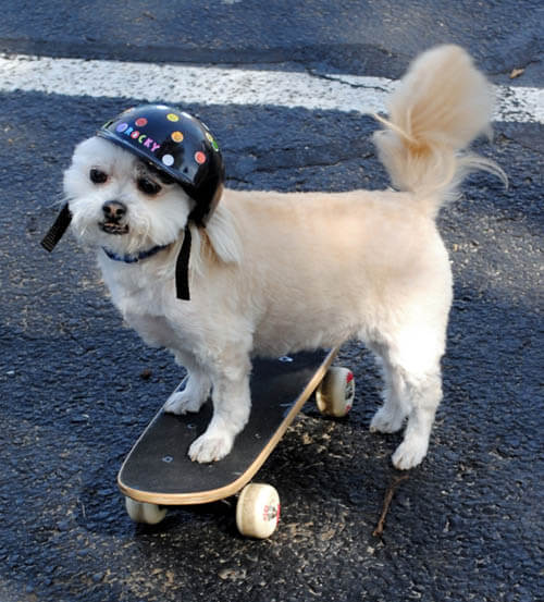 HOW TO TEACH YOUR DOG TO SKATEBOARD - TRAINING TECHNIQUES & TIPS