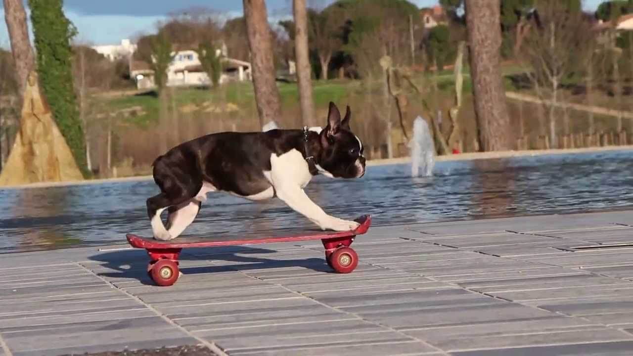 BEST SKATEBOARDS FOR DOGS