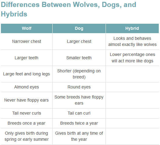 DOG vs WOLF DIFFERENCES - THIS INFO by WWW.PETHELPFUL.COM