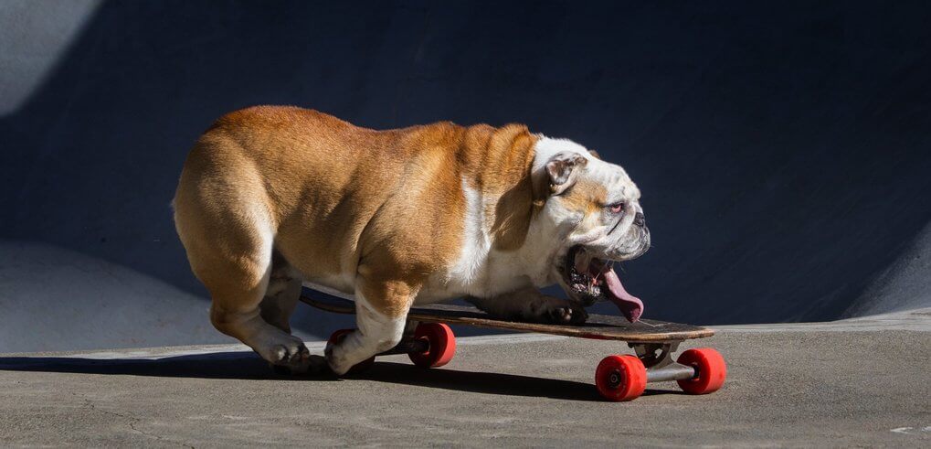 HOW TO TEACH YOUR DOG TO SKATEBOARD - TRAINING TECHNIQUES & TIPS
