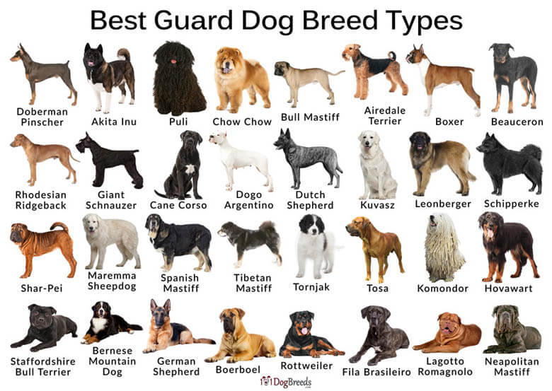 good watch dog breeds