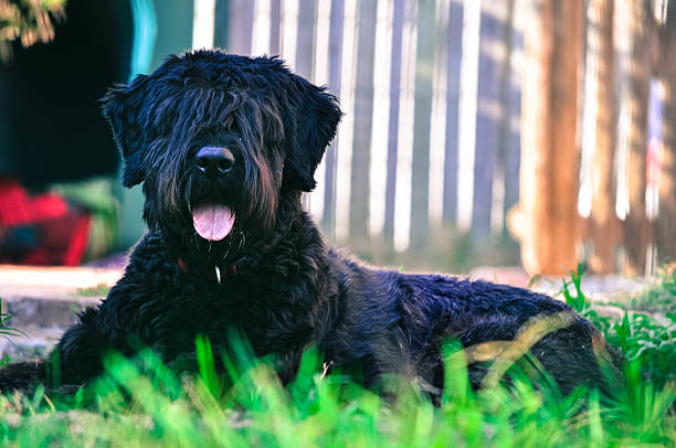 PHOTO (C) by ISTOCK - BEST GUARD DOG BREEDS