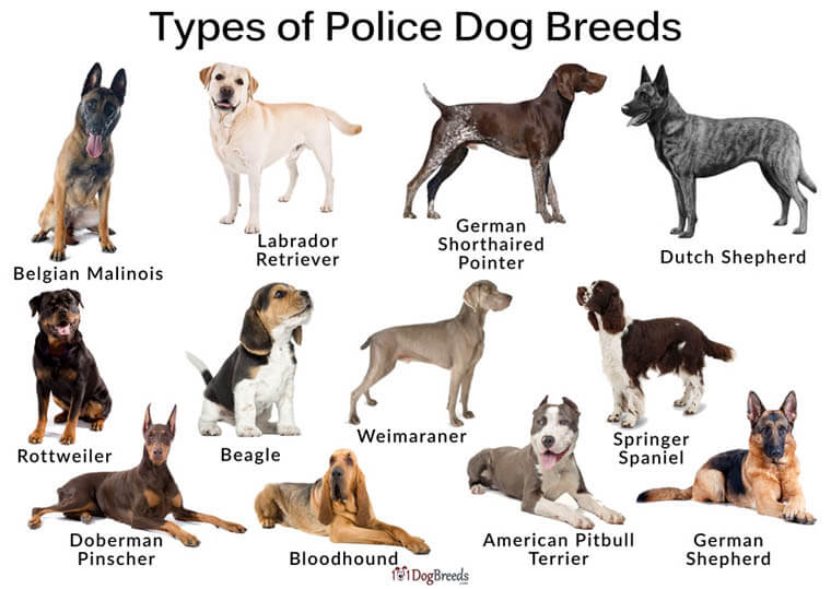 Police Dog Breeds (K-9 Dog Types, Roles & Classification) √ DOGICA®