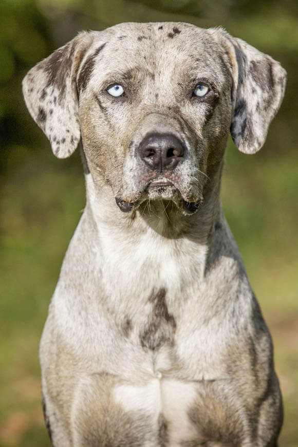 http://www.dogica.com/dogpuppy/training/catahoula-leopard-dog-best-guard-dogs.jpg