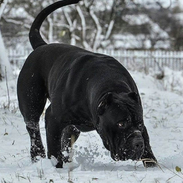 33 Most Popular Large Dog Breeds and How to Care for Them - PetHelpful