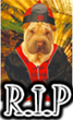 DOG R.I.P - DOGICA®