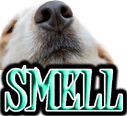 DOG SNIFF and SMELL