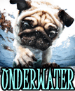 UNDERWATER DOG VIDEOS