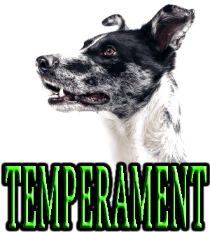 DOG TEMPERAMENT