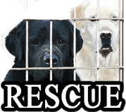 RESCUED DOGS