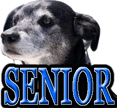 SENIOR AGING OLDER DOGS HEALTH CARE