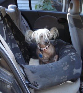 DOG TRAVEL IN CAR - SAFETY, BELTS, CARRIERS, CRATES