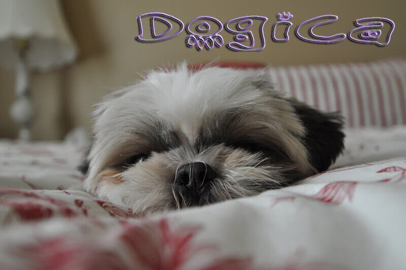 Dog Dreams, Do dogs dream? Dog Dreams Inn and Video