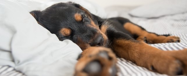 This Image (c) by iStockphoto/Thinkstock Dog Dreams, Do dogs dream? Dog Dreams Inn and Video
