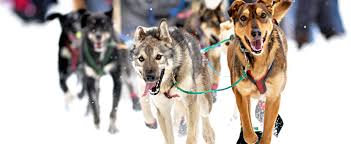 20 POWERFUL & EFFECTIVE TIPS FOR SUCCESSFUL DOG SLEDDING