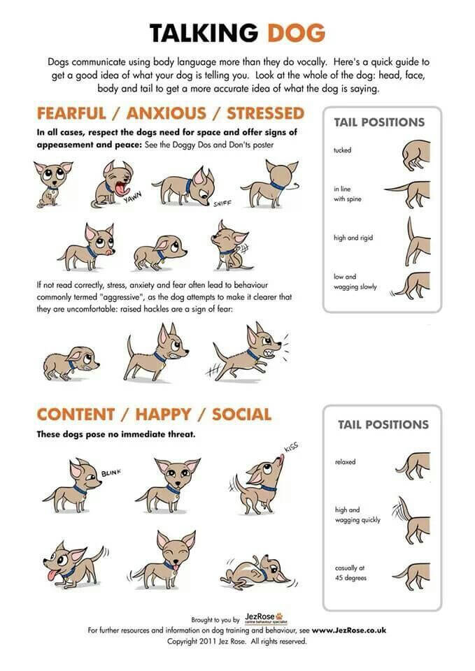 Understand Your Dog's Talking