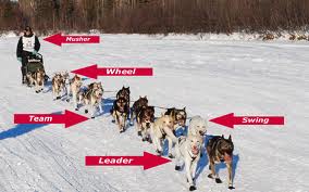 Dog Sled Race, Fastest Dog Breeds, Speed of Dogs