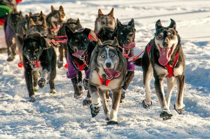 Sled Dogs Mushing Harness Measure