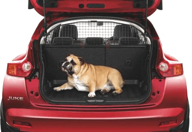 DOG TRAVEL IN CAR