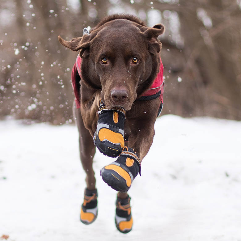 Dog Wears Boots, Dog Shoes, Dog Booties