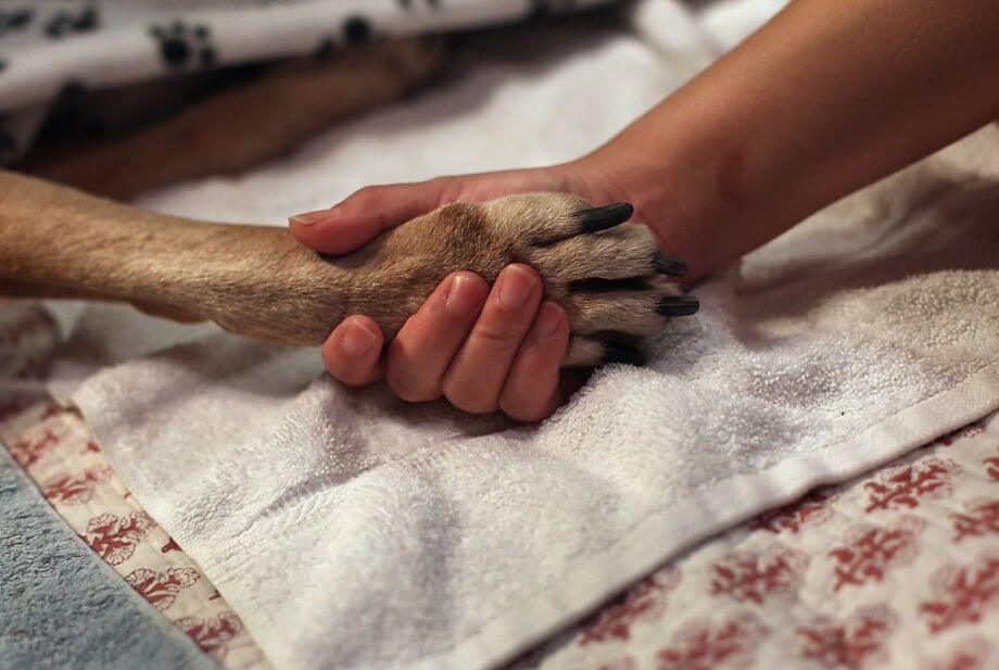 Dog Euthanasia Statistics, Dog R.I.P, How to deal with Pet Loss, Virtual Dog Memorials