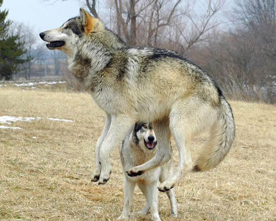 DOG vs WOLF HISTORY & ORIGINS, DOMESTICATION
