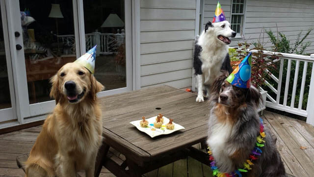 DOG BIRTHDAY PARTY GUESTS