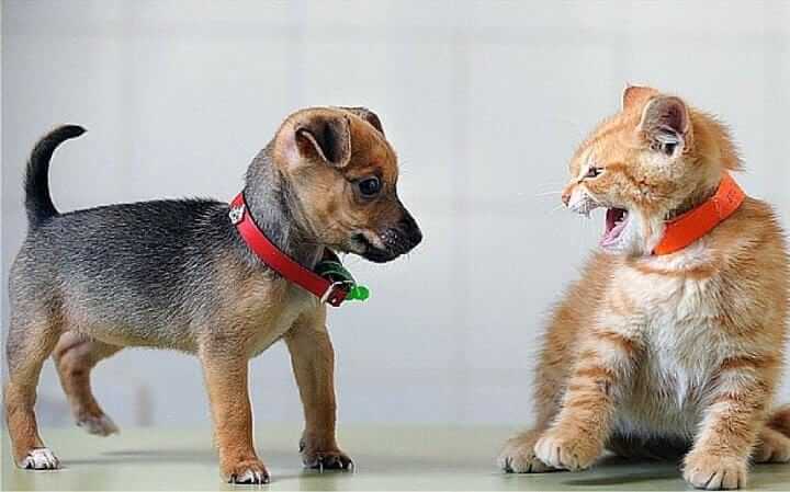 dog and cat, dog vs cat games